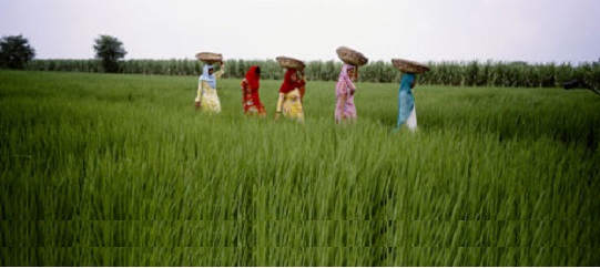 Haryana Haryana